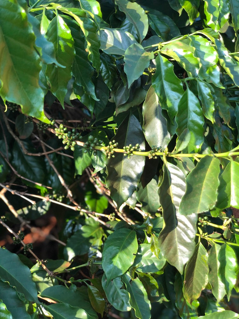 Cà phê chè Catimor Hồ Lâm